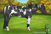 Horse Color:White Spotted Black 