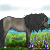 Horse Color:Grullo 