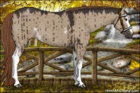 Horse Color:White Spotted Liver Red Dun Brindle 