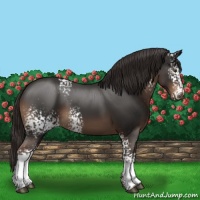 Horse Color:White Spotted Liver Chestnut Sabino 