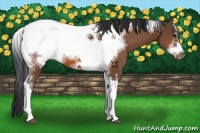 Horse Color:Bay Tobiano Frame