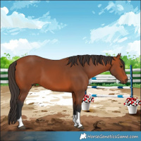 Horse Color:Bay Tobiano 