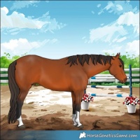 Horse Color:Bay Tobiano 