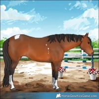 Horse Color:Bay Tobiano 