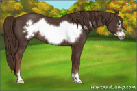 Horse Color:Liver Chestnut Sabino Frame Rabicano 
