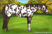 Horse Color:Liver Chestnut Appaloosa 