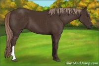 Horse Color:Liver Chestnut 