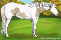 Horse Color:White Spotted Chocolate Palomino Ice Dun Splash Tobiano 
