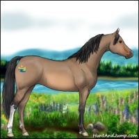 Horse Color:Bay Dun