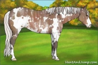 Horse Color:White Spotted Silver Bay Ice Sabino 
