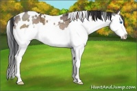 Horse Color:White Spotted Bay Ice Dun Splash Rabicano
