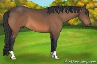Horse Color:Buckskin 
