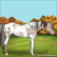 Horse Color:White Spotted Classic Champagne Dun Rabicano