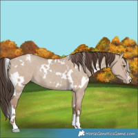 Horse Color:White Spotted Classic Champagne Dun Rabicano 