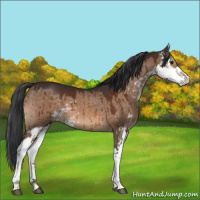 Horse Color:Brown Dun Sabino Brindle 