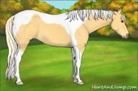 Horse Color:Palomino Tobiano 