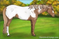 Horse Color:Chestnut Appaloosa 