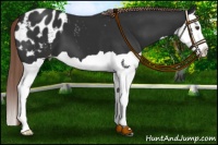 Horse Color:Liver Chestnut Splash Appaloosa 