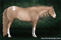 Horse Color:Liver Chestnut Pearl Sabino Appaloosa Rabicano 