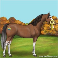 Horse Color:Bay  and Bay Splash 