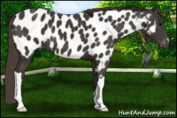 Horse Color:Smoky Black Appaloosa 
