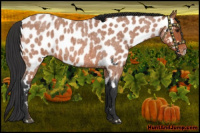 Horse Color:Bay Roan Appaloosa 