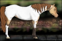Horse Color:Buckskin Dun Appaloosa 
