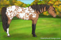 Horse Color:Bay Appaloosa 