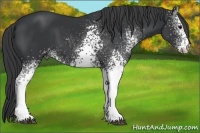 Horse Color:White Spotted Black