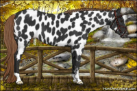Horse Color:Liver Chestnut Near Leopard 