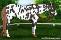 Horse Color:Liver Chestnut Near Leopard 