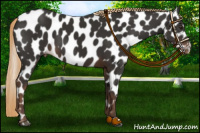 Horse Color:Liver Chestnut Leopard 