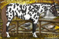 Horse Color:Liver Chestnut Appaloosa