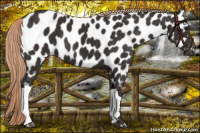 Horse Color:Liver Chestnut Appaloosa
