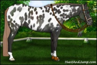Horse Color:Liver Chestnut Near Leopard 