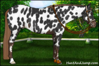 Horse Color:Liver Chestnut Near Leopard 