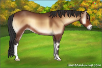Horse Color:Bay Onyx 