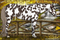 Horse Color:Liver Chestnut Appaloosa 