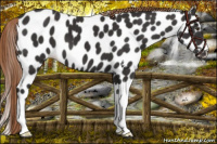 Horse Color:Liver Chestnut Appaloosa