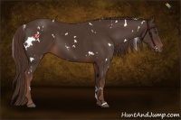 Horse Color:White Spotted Liver Chestnut 