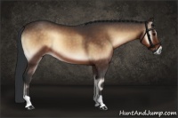 Horse Color:Bay Onyx 