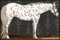 Horse Color:Chestnut Near Leopard 