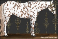 Horse Color:Chestnut Appaloosa 
