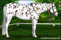 Horse Color:Brown Roan Splash Leopard 