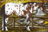 Horse Color:White Spotted Buckskin Varnish 