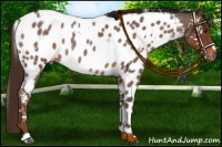Horse Color:White Spotted Liver Red Roan Near Leopard 