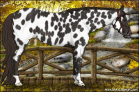 Horse Color:Liver Chestnut Near Leopard 