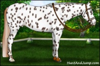 Horse Color:Liver Chestnut Appaloosa 