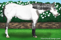 Horse Color:Black Frame Appaloosa Rabicano 