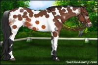 Horse Color:Bay Tobiano Frame 